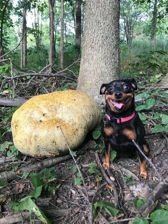 17. «Моя собака нашла в лесу огромный гриб»