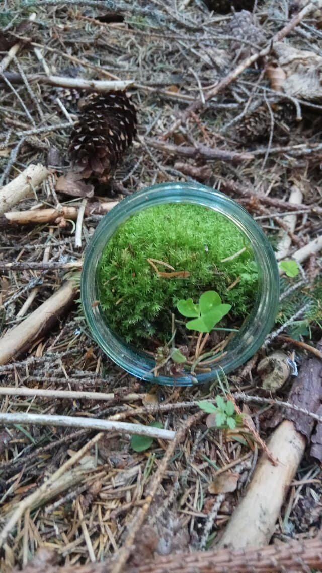 7. «Природа в банке. Найдена в лесах Румынии»