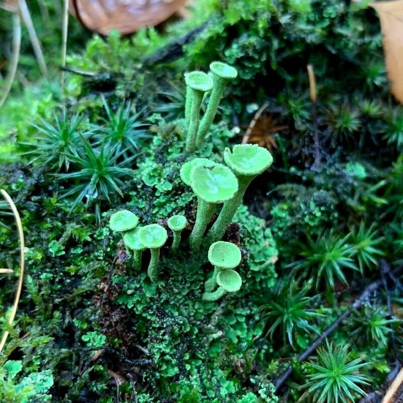 4. «Необычный грибок найден в лесах центральной Европы»