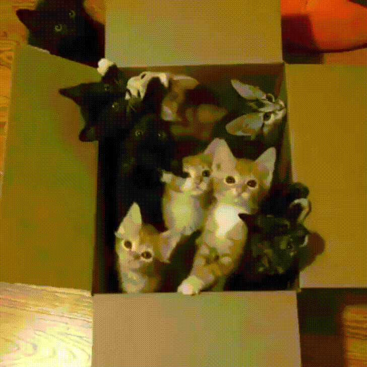 Животный Гиф