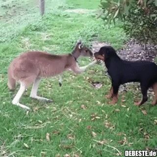 Животный Гиф