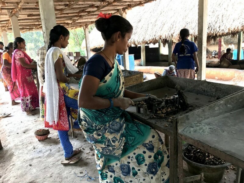 Индийские женщины платят сожженными руками за нашу любовь к кешью