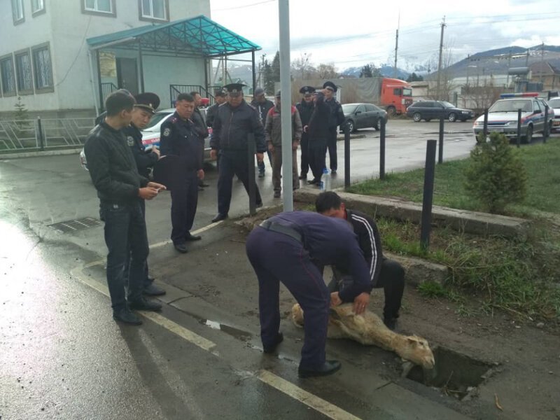 Киргизские гаишники принесли в жертву барана, чтобы сократить количество аварий на дорогах