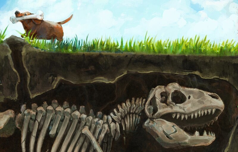 Почему собаки закапывает кости в землю?