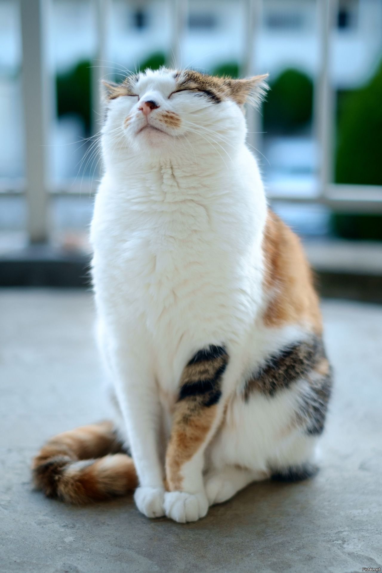 Кошка Улыбается Фото