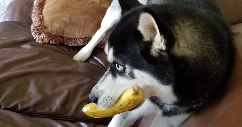 1. "Моя собака постоянно ворует бананы. Только бананы, и никогда их не ест"