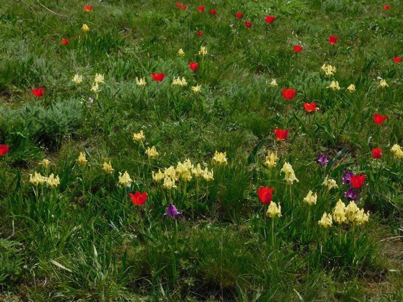 Цветение тюльпанов -апрель 2019