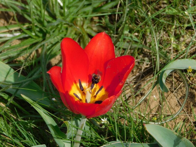 Цветение тюльпанов -апрель 2019
