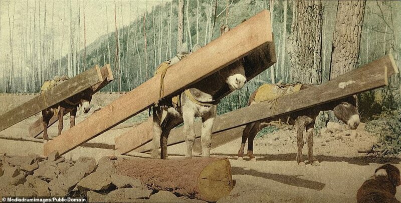 Мулы, переносящие лесоматериалы в Колорадо