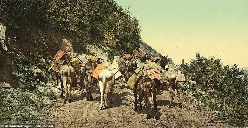 Скот, под завязку нагруженный благородными металлами, на горной дороге в Скалистых горах