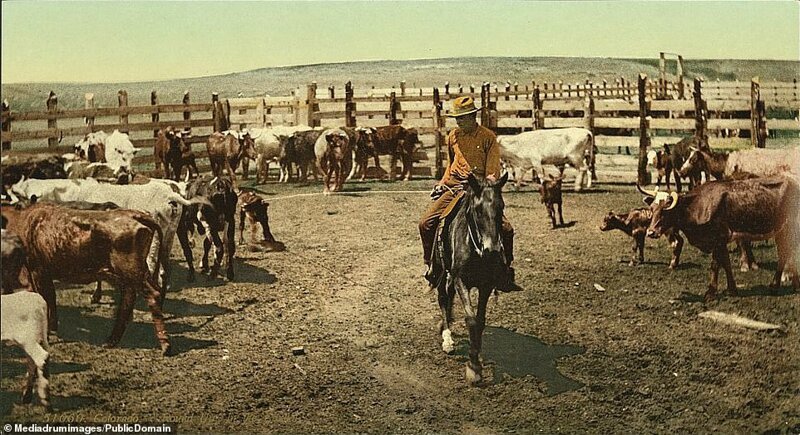 Ковбой со своим стадом на ранчо в Колорадо