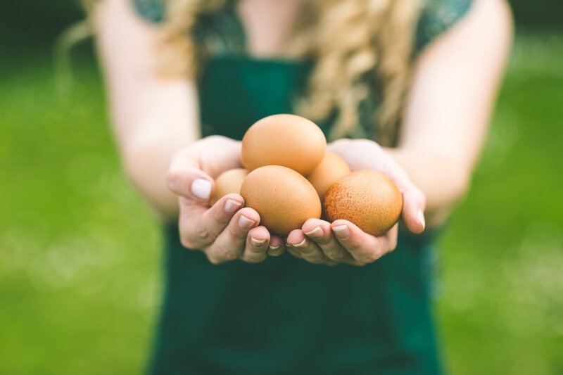 Можно ли заставить кур нести бесконечно много яиц