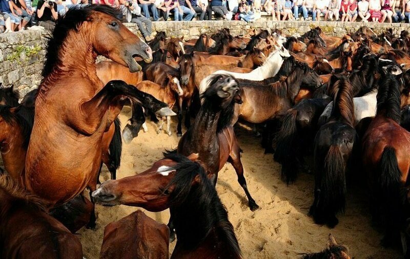 Фестиваль стрижки лошадей Рапа дас Бестос в испанской Галиции. Автор - Энрике Лопес Тапия