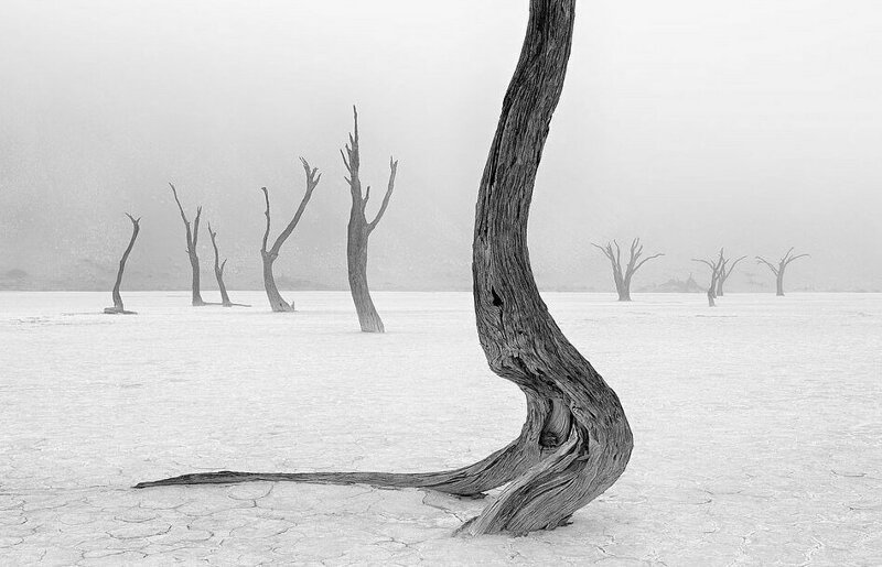 Мертвый лес в соляной пустыне. Автор - Марсел ван Оостен