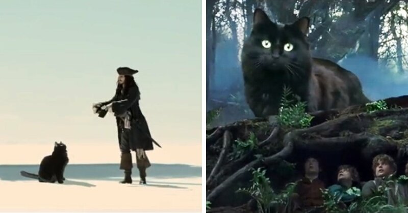 Монтажёр добавляет свою кошку в сцены из культовых фильмов, и она превращает любые сюжеты в комедии