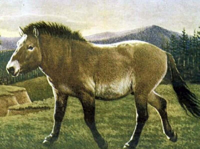 Ученые обещают клонировать доисторическую лошадь