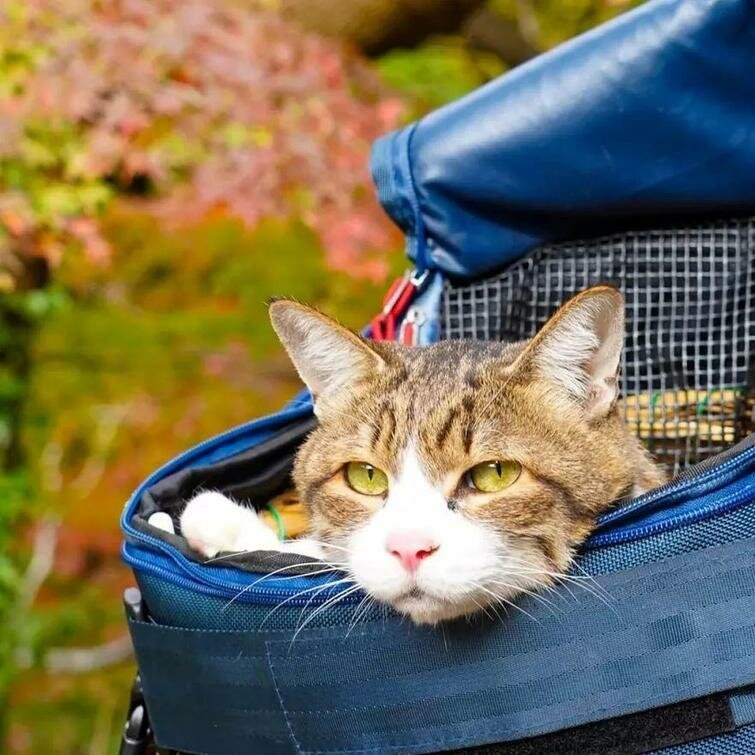 Чтобы сделать транспортировку более легкой и комфортной, Нагасава приспособил коляску для нужд своих кошек