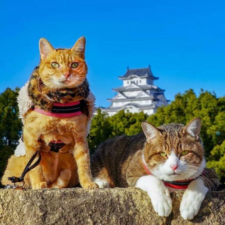 Дайкичи и Фуку-Чан - кошки, которые путешествуют вместе со своим хозяином