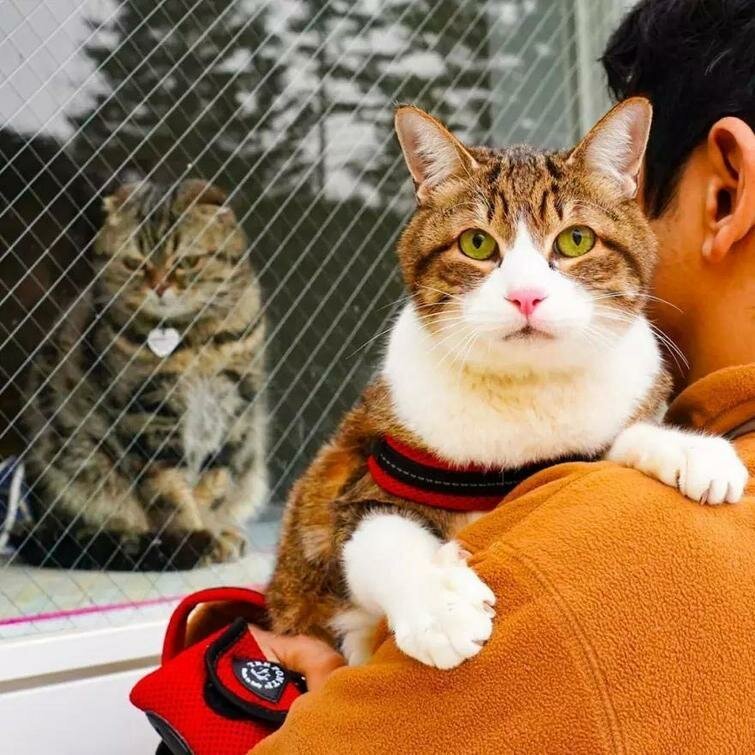 Дайкичи и Фуку-Чан - кошки, которые путешествуют вместе со своим хозяином