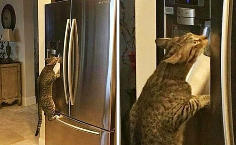 «Мой кот понял, как работает холодильник, и теперь бесконечно пьет свежую прохладную воду»
