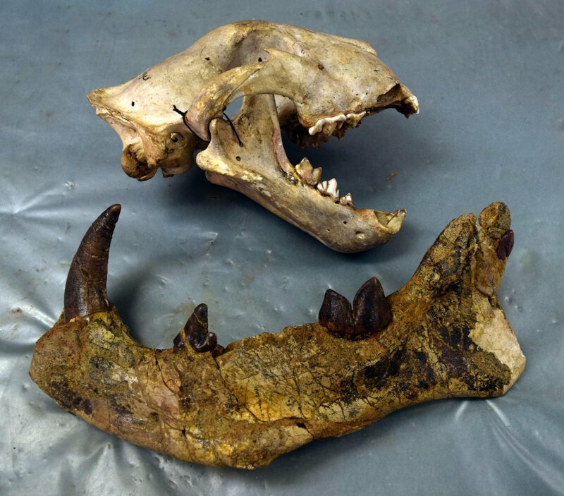 Для сравнения череп современного льва и челюсть Simbakubwa kutokaafrika