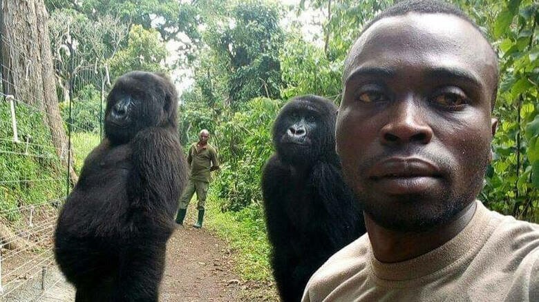Работники заповедника в Конго сделали селфи с гориллами