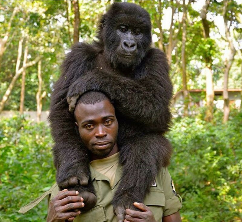 Работники заповедника в Конго сделали селфи с гориллами