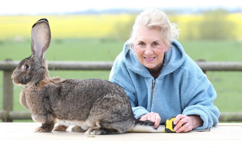 Дэйзи Мэй, обладательница самого длинного в мире кроличьего хвостика, со своей хозяйкой Аннетт Эдвардс 