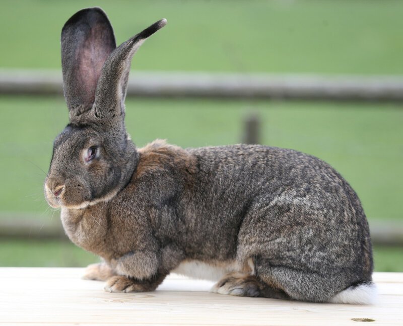 Хвостик крольчихи со временем может стать длиннее, так как она еще продолжает расти
