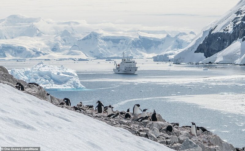 20. Компания One Ocean Expeditions специализируется на приключениях и наблюдении за дикой природой в полярных регионах. Ниже - один из типично небольших лайнеров подплывает к колонии пингвинов в Антарктиде