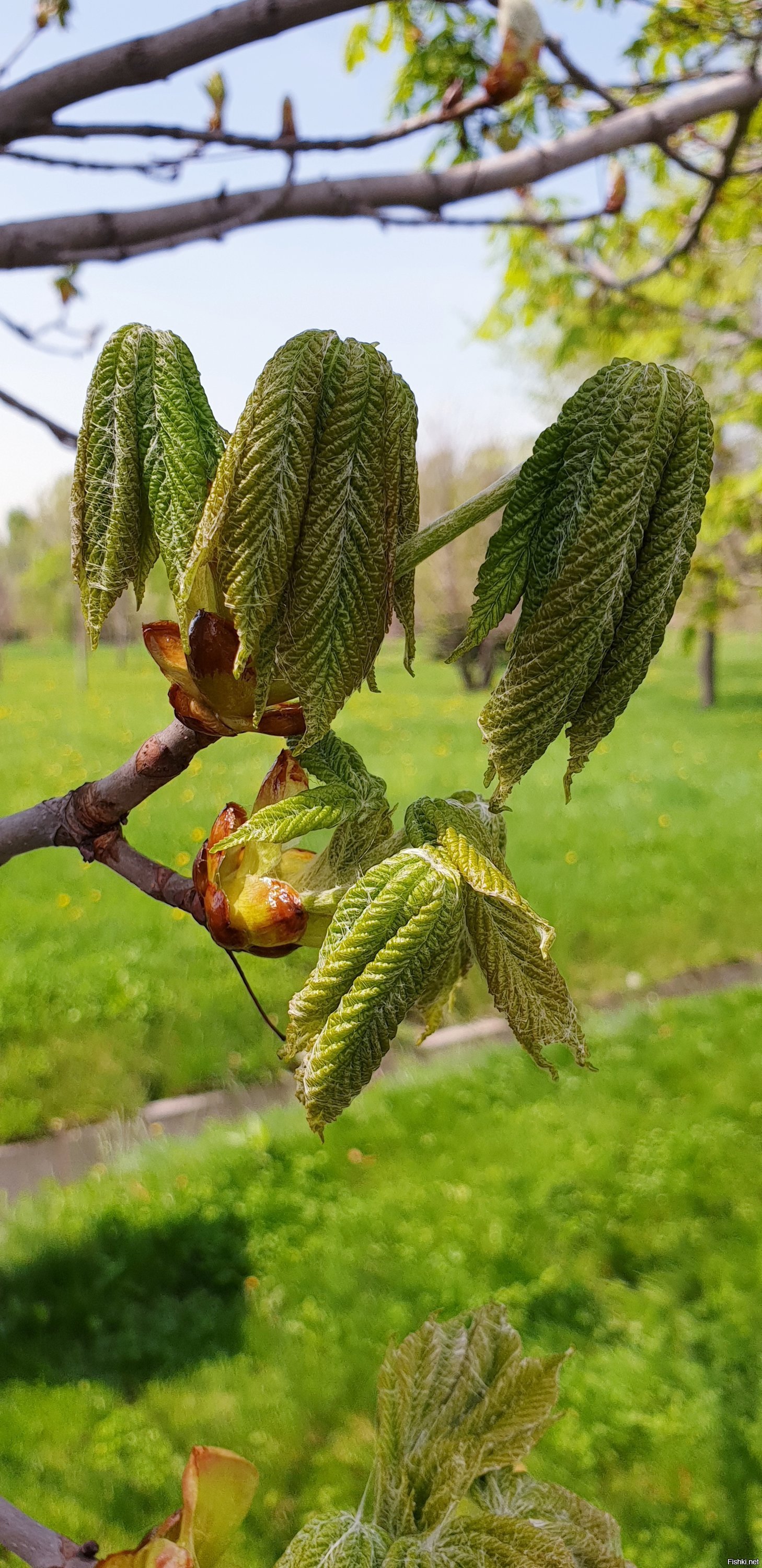 Каштан листья фото весной