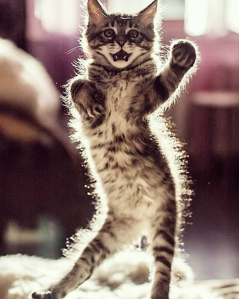 Кошки тоже умеют танцевать: 14 фотодоказательств