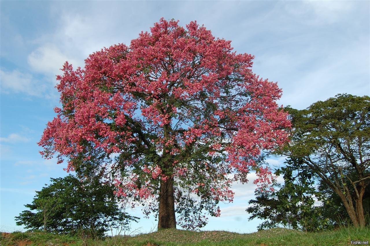 Какое дерево называют деревом жизни. Хлопковое дерево (Ceiba speciosa). Сейба хлопковое дерево Южная Америка-. Сейба специоза дерево. Сейба пятитычинковая.