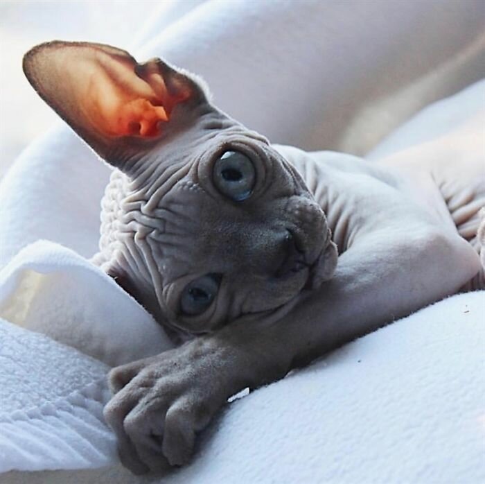 Порода кошек сфинкс фото котята thumbnail