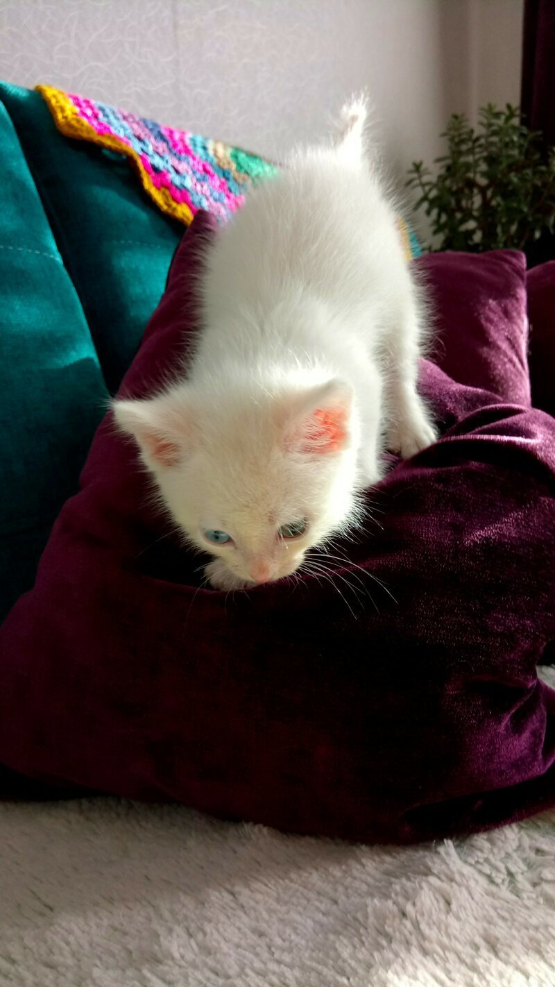 Белоснежный котенок-разноглазка (мальчуган) Иркутск