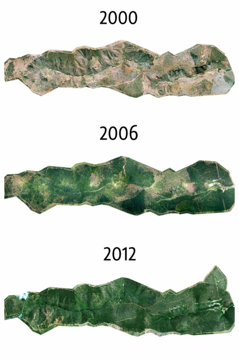 Бразильская пара, восстановившая за 20 лет целый лес