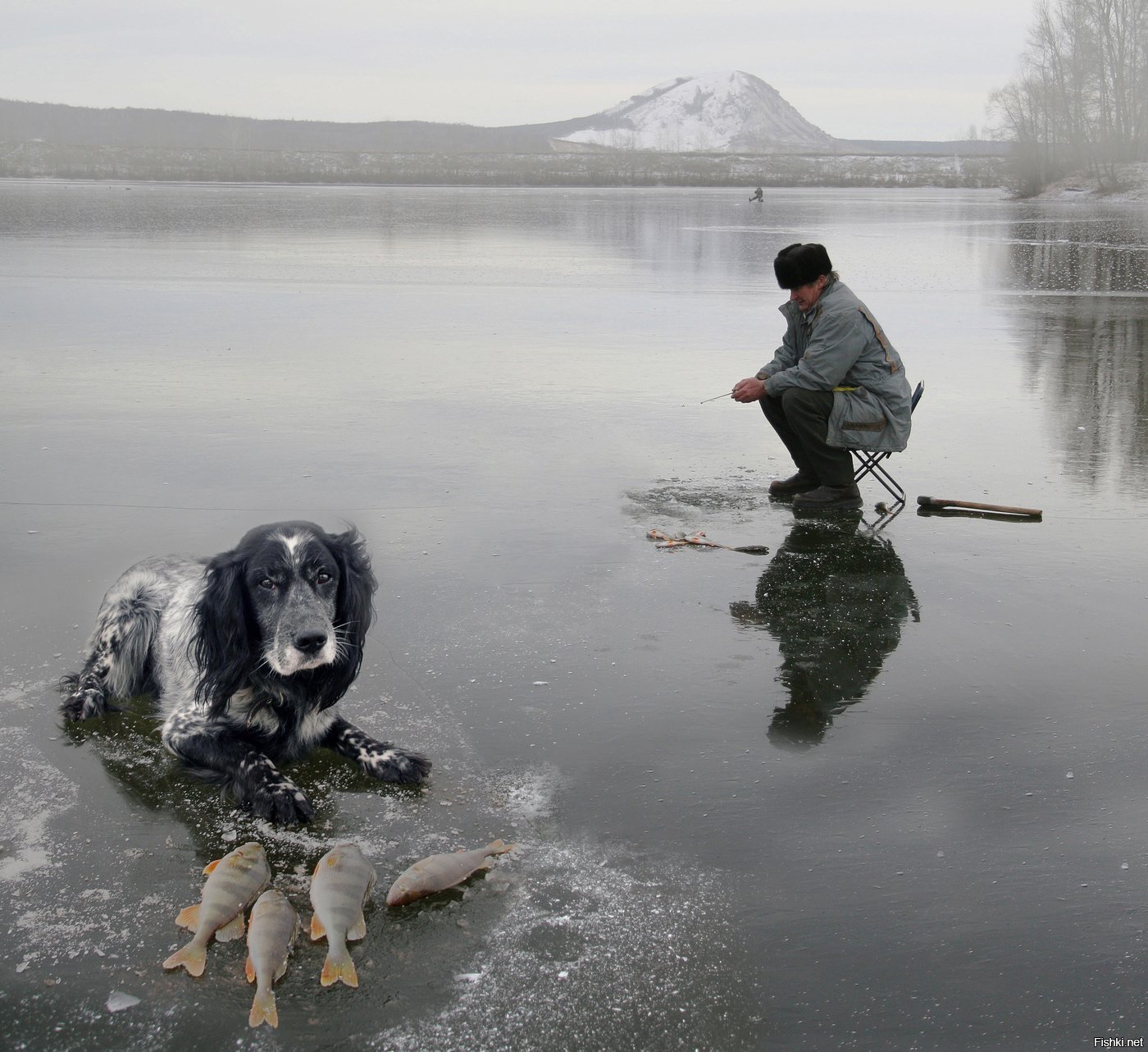 Dog fishing. Собака Рыбак. Фотоприколы рыбацкие. Собака для рыбалки.