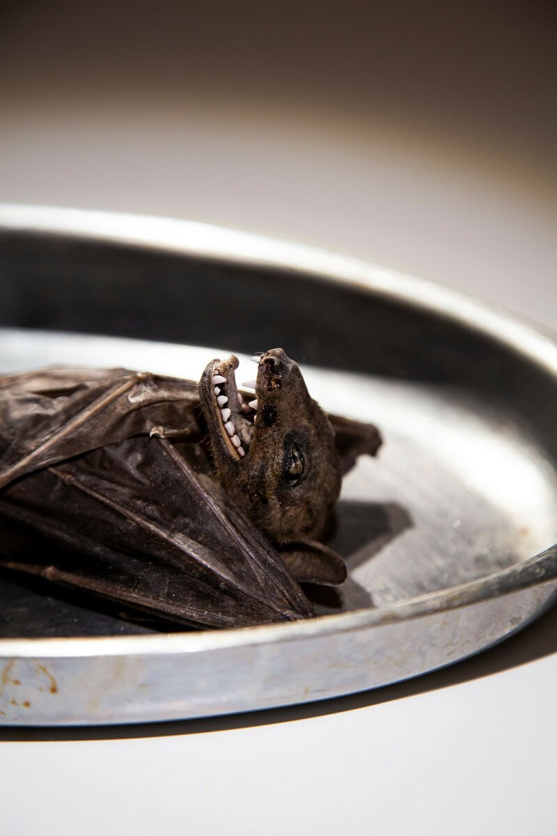 Музей отвратительной еды выставляет экзотические деликатесы