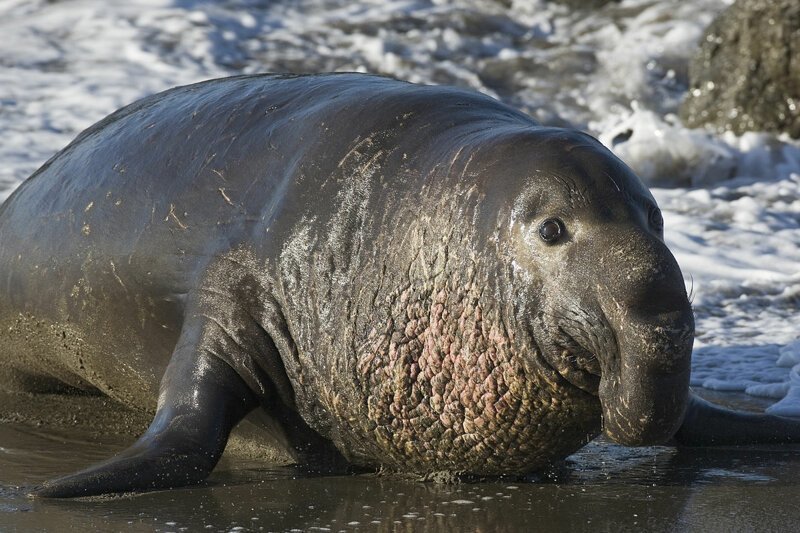 Морские слоны (лат. Mirounga) — род млекопитающих семейства настоящих тюленей