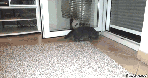 Кошачьи гифки