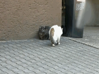 Кошачьи гифки