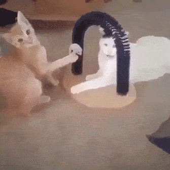 Кошачьи гифки