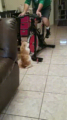 Кошачьи гифки