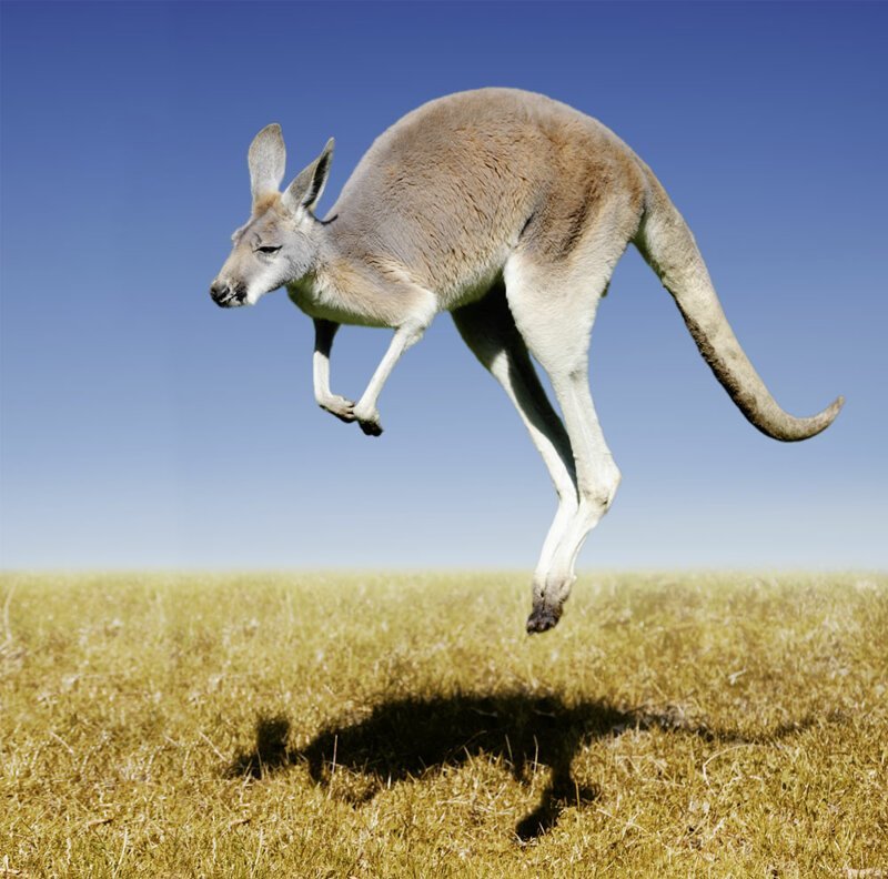 Умеет ли бегать кенгуру?