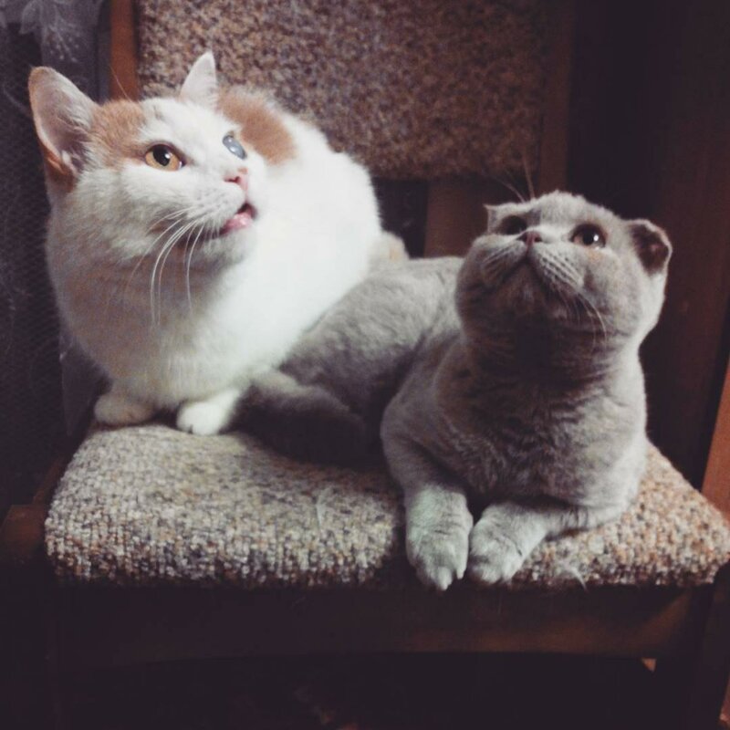 16. «Знакомьтесь, это Кот (слева) — 16-летний злой кот! Он ненавидит всех, кроме Глаши (справа), его подруги»