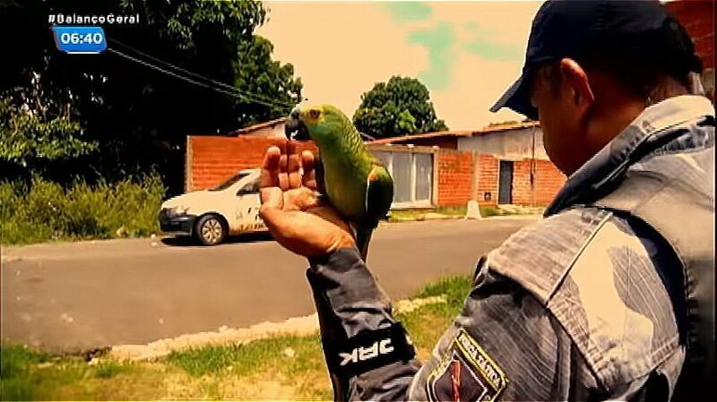 В Бразилии задержан "нарко-попугай", обученный стоять на стрёме