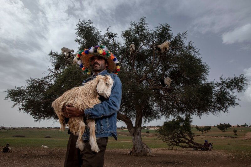 Знаменитые "козы на деревьях" в Марокко оказались подделкой