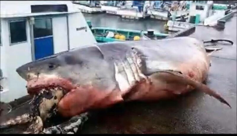 Японский рыбак выловил акулу, которая подавилась черепахой