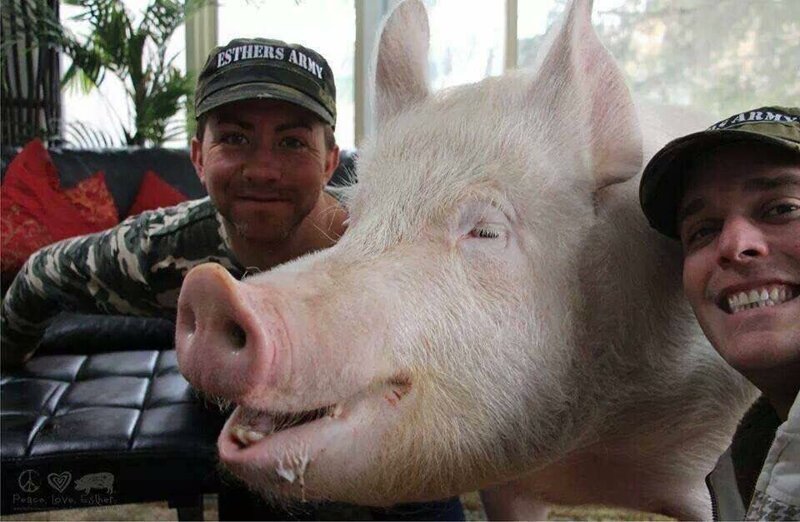 Ведь свинка поменяла взгляды Дерека и Стива на животных