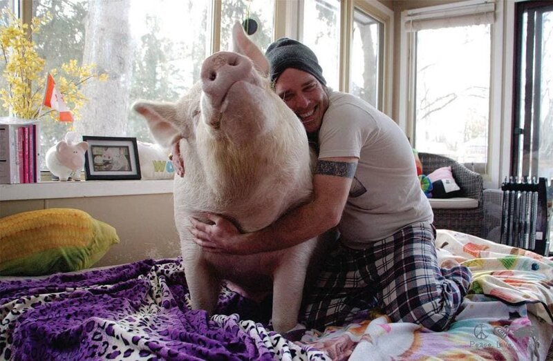 Ведь когда у тебя дома живёт свинья, есть её собратьев становится как-то невежливо